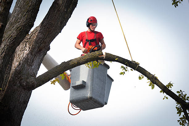 Trusted Mundelein, IL Tree Care  Experts